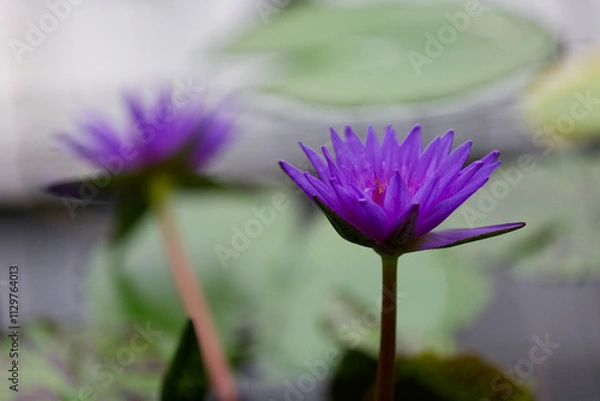 Obraz 熱帯スイレン