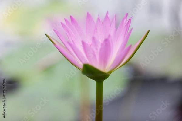 Obraz 熱帯スイレン