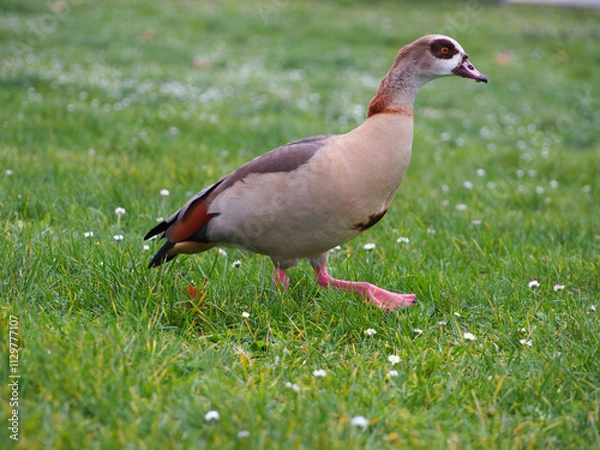 Fototapeta An egyptian goose (alopochen aegyptiaca) walking on a meadow sprinkled with daisies on the riverbed of the Rhine in December in Bonn, Germany, seen from the side mid step