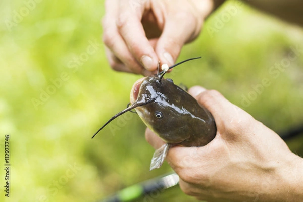 Obraz brown bullhead on the hook
