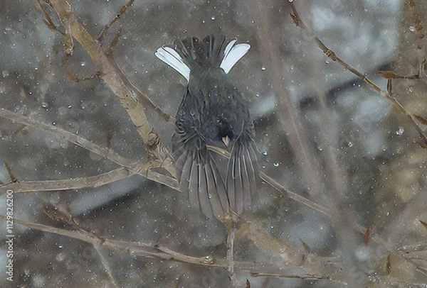 Fototapeta Dark eyed junco in flight in snow