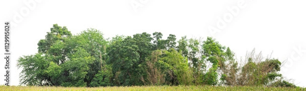 Fototapeta Forest and foliage in summer isolated on transparent background with cut path and alpha channel, high resolution.