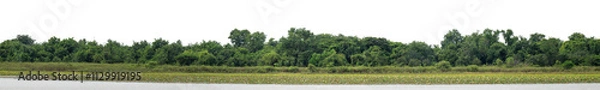 Fototapeta Forest and foliage in summer isolated on transparent background with cut path and alpha channel, high resolution.