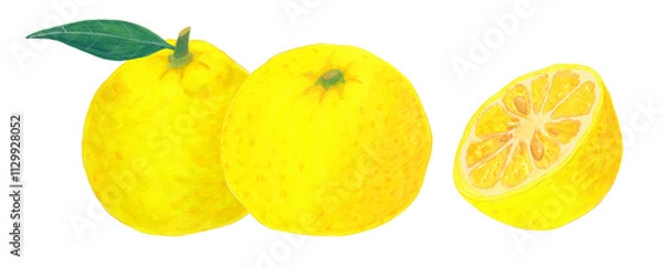 Fototapeta 水彩で描いたゆずのイラスト素材