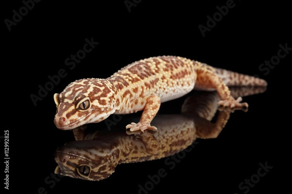 Obraz Closeup Leopard Gecko Eublepharis macularius Isolated on Black Background
