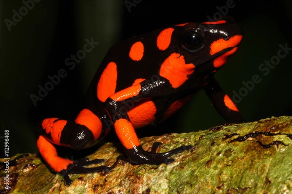 Obraz Harlequin poison frog