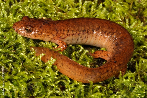 Fototapeta The spring salamander is a species of salamander in the family Plethodontidae. The generic name, Gyrinophilus, means ''tadpole lover''.