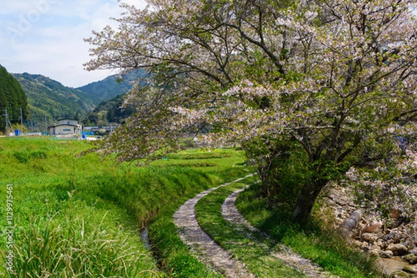 Obraz 葉桜と畦道