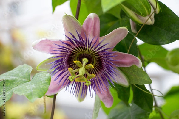 Obraz Passiflora
