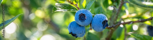 Fototapeta Closeup of ripe and ripening Reka variety blueberries fresh on a bush with early morning dew, packed full of antioxidants and other tasty goodness
