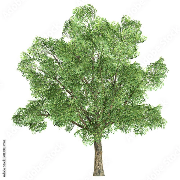 Obraz 3d rendering of Robur tree isolated on transparent Canvas