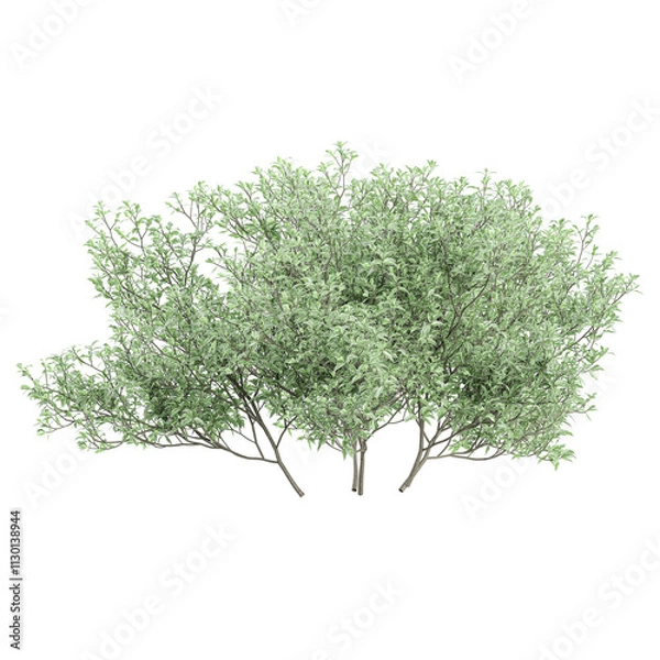 Obraz Green beautiful Salix purpurea tree isolated on Canvas