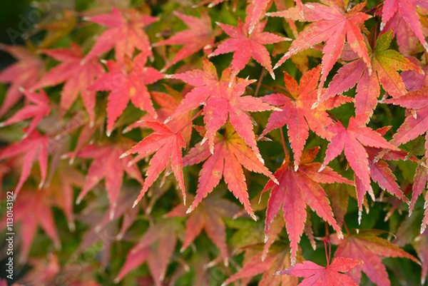 Obraz 紅葉の葉