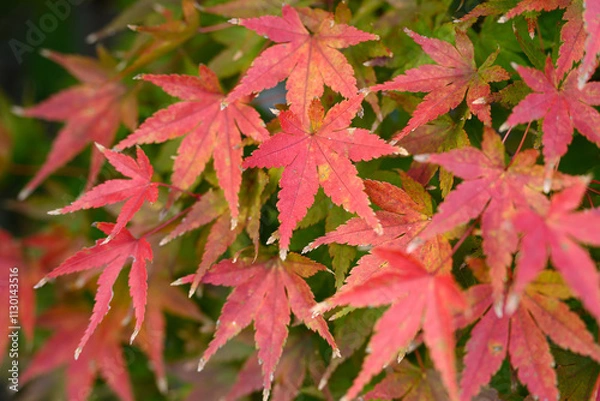 Obraz 紅葉の葉