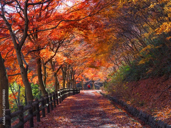 Fototapeta 秩父の紅葉