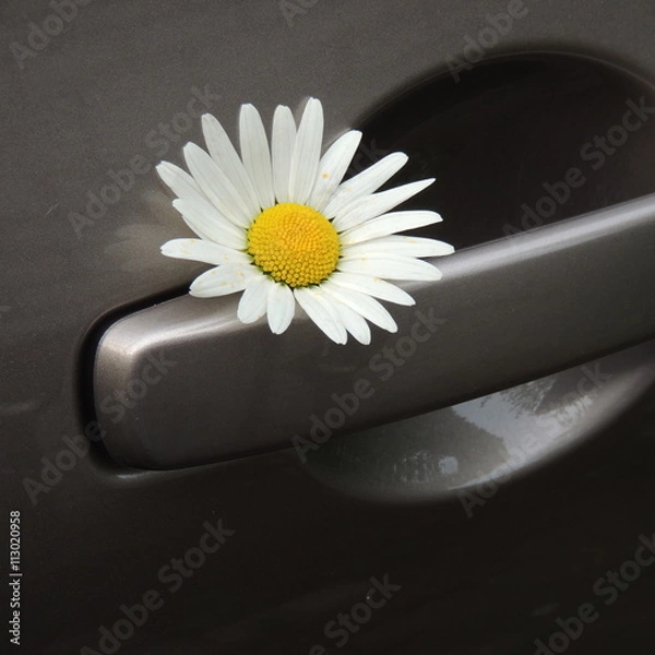Fototapeta белая ромашка на ручке двери автомобиля 
