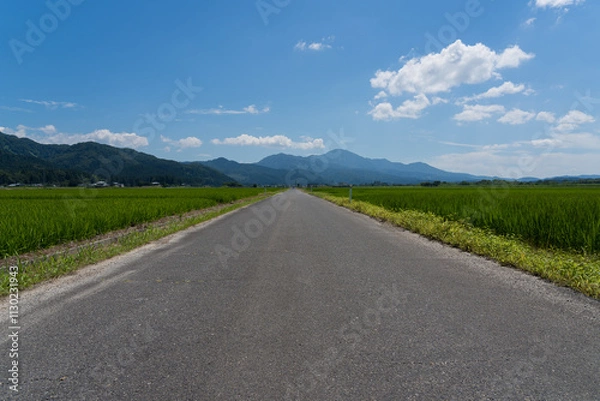 Obraz 水田と田舎道