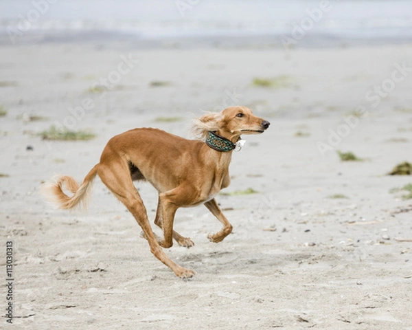 Obraz Saluki is playing on a beach