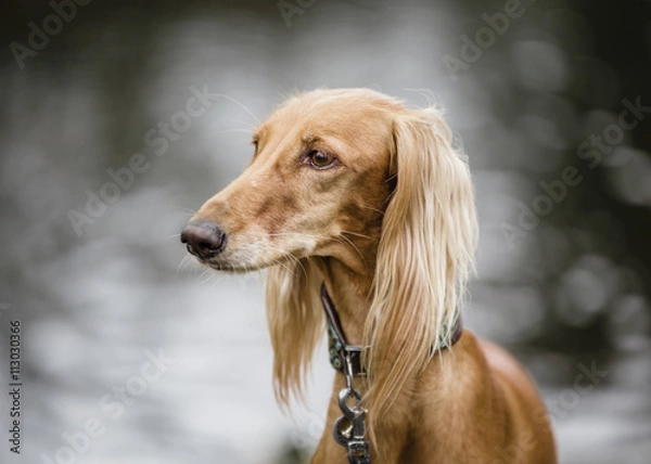 Obraz Saluki portrait