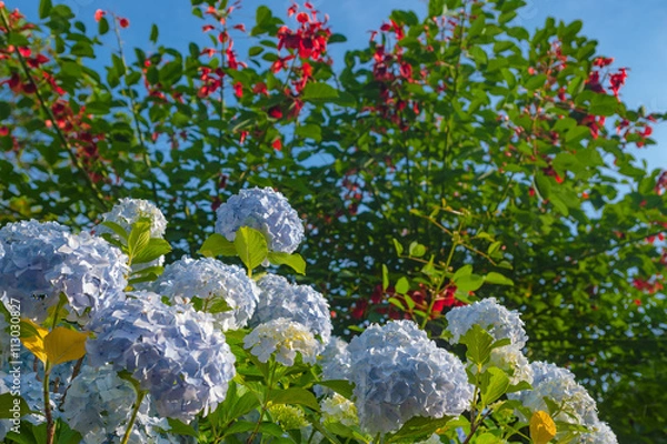Fototapeta 紫陽花の咲く公園
