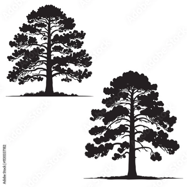 Obraz  Ponderosa Pine  silhouette - vector of ponderosa - natural tree 