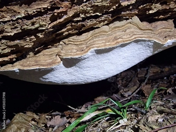 Obraz mushroom on the stump