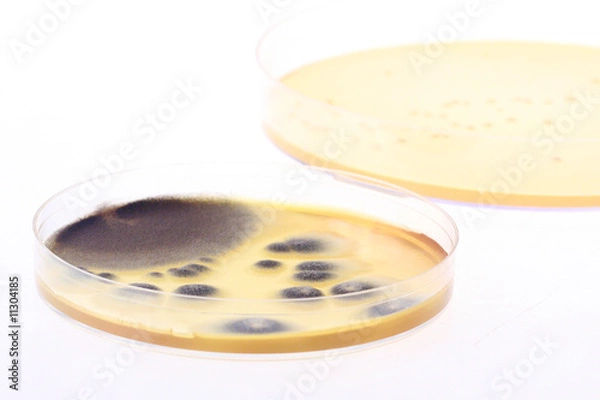 Obraz Microbiology 02