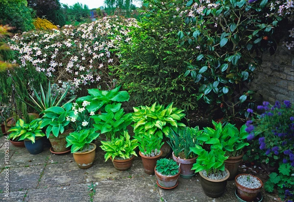 Obraz Collection of hostas in .terracotta pots on a partly shaded.patio