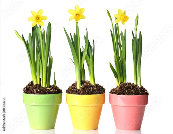 Obraz Potted daffodils