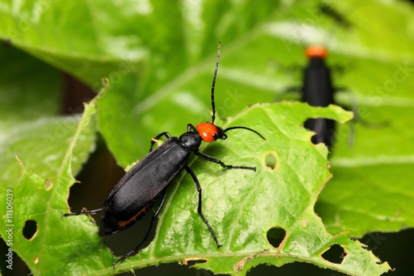 Fototapeta Coleoptera Beetle
