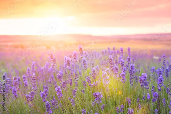 Obraz Sunset over a violet lavender field