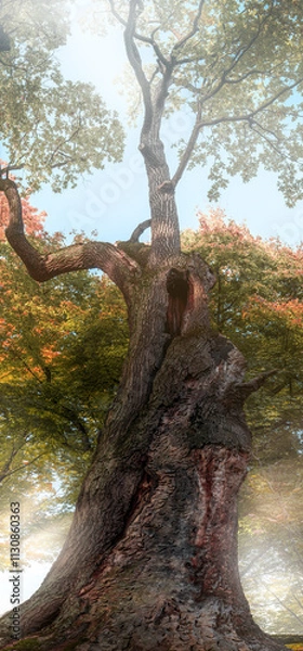 Fototapeta very old tree