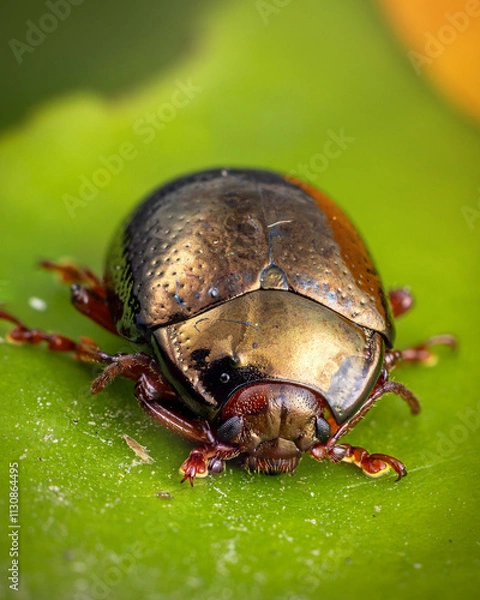 Obraz Cétoine dorée