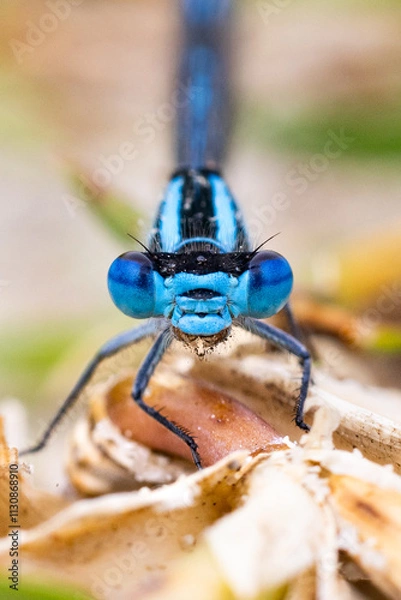 Obraz Libellule agrion