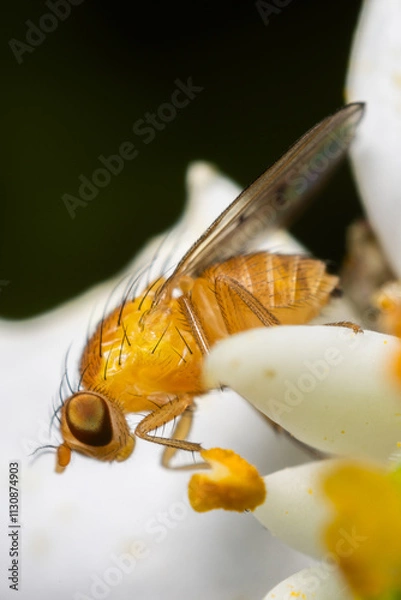 Obraz Mouche sirf -1