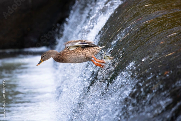 Fototapeta Flying duck over waterfall