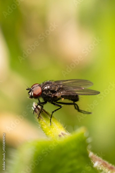 Obraz Mouche sirf -4