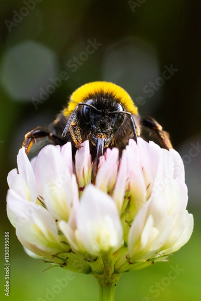 Obraz Bourdon butinant