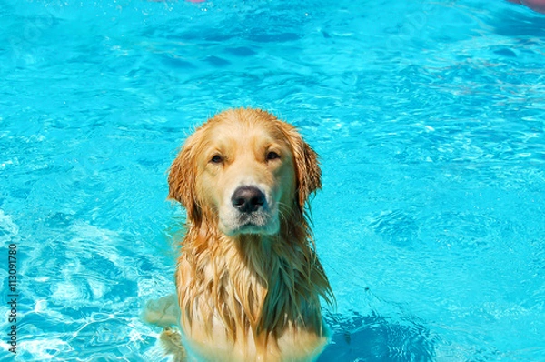 Obraz Dog in the pool