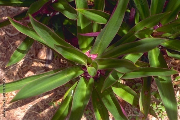 Obraz Tradescantia spathacea (Rhoeo spathacea) - Oyster Plant, Moses-in-a-Boat
