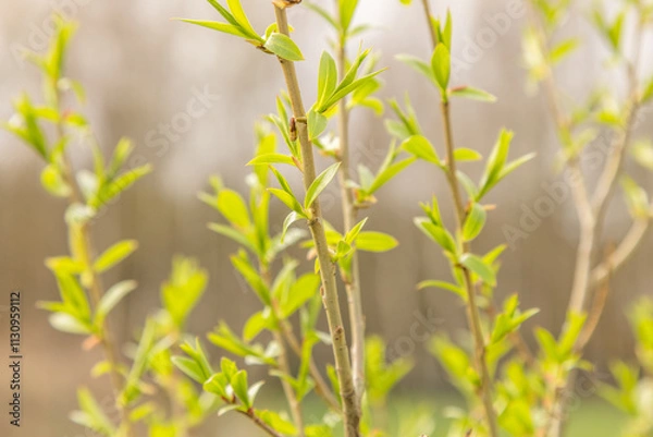Fototapeta A closeup of a willow (salix fragilis Bullata) in spring. Selective focus.