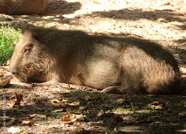 Fototapeta Sieste d'un capybara