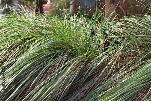 Obraz Tripsacum floridana - Florida Gama Grass
