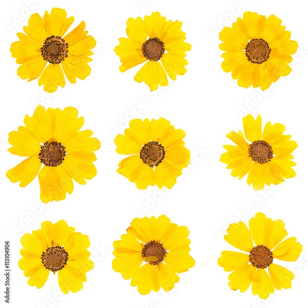 Obraz Head pressed dried flowers isolated