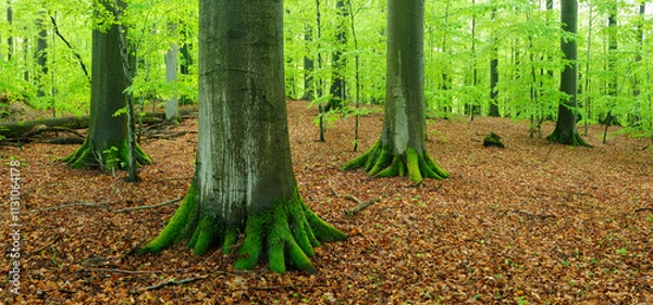Fototapeta Panoramic Green Forest of Mighty Old Beech Trees in Early Spring