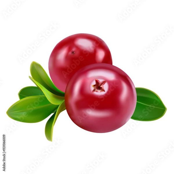 Obraz Cranberry with leaves isolated on white background with full depth of field