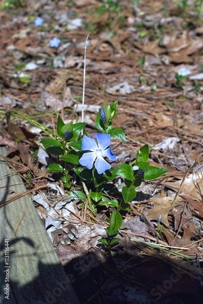 Obraz Vinca minor - Dwarf Periwinkle Blooming
