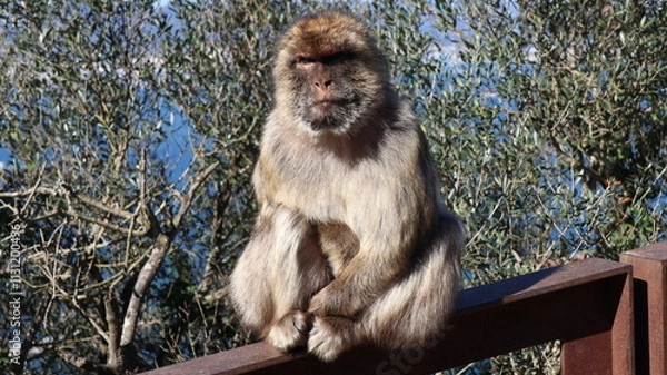 Obraz Gibraltar monkeys