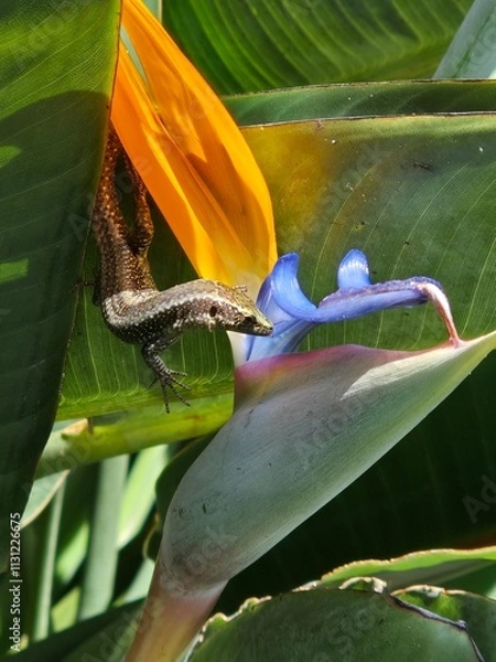 Fototapeta Lizard on a flower