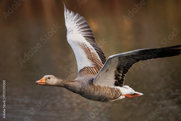 Obraz Flying grey goose